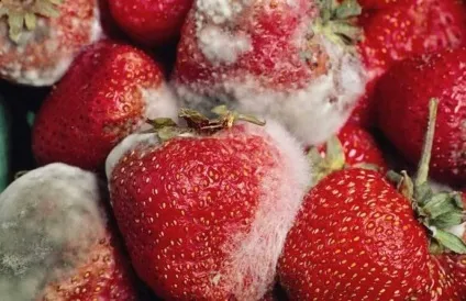 Цвіль на продуктах небезпечно це (алергія на цвіль) Цвіль на продуктах небезпечно це