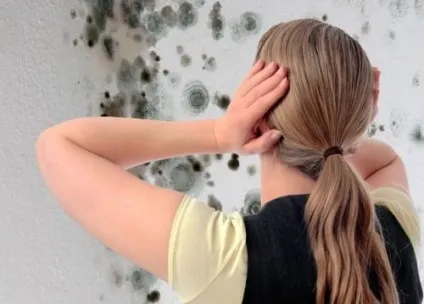 Цвіль на шпалерах як позбутися від грибка народними засобами (шпалерах) Цвіль на шпалерах як позбутися від грибка народними засобами