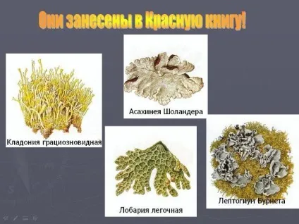 Чому лишайники здатні поселятися в самих безплідних місцях (самих) Чому лишайники здатні поселятися в самих безплідних місцях