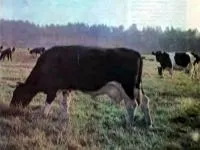 Підготовка первістки до продуктивного життя (тваринництво - корови) (тварина) Підготовка первістки до продуктивного життя (тваринництво - корови)