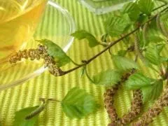 Бруньки берези, застосування, рецепти настойки, відвару, мазі (застосування) Бруньки берези, застосування, рецепти настойки, відвару, мазі