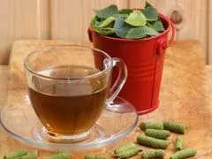 Бруньки берези, застосування, рецепти настойки, відвару, мазі (застосування) Бруньки берези, застосування, рецепти настойки, відвару, мазі