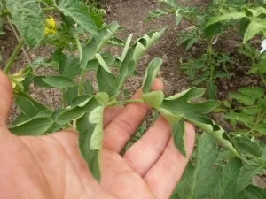 Чому у помідорів закручуються листя вгору і що робити (листя) Чому у помідорів закручуються листя вгору і що робити