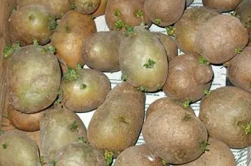 Підготовка і пророщування картоплі перед посадкою (пророщування) Підготовка і пророщування картоплі перед посадкою