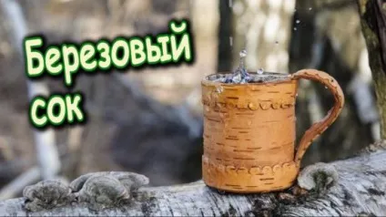 Бруньки берези, застосування, рецепти настойки, відвару, мазі (берези) Бруньки берези, застосування, рецепти настойки, відвару, мазі