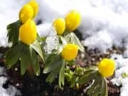 Проліски, або первоцвіти - садові рослини і квіти (квіти) Проліски, або первоцвіти - садові рослини і квіти