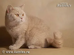 Детально про червоні забарвленнях (Агути Ginger Firecracker) Детально про червоні забарвленнях