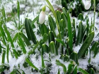 Проліски, або первоцвіти види садових рослин (перші весняні квіти) Проліски, або первоцвіти види садових рослин