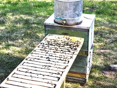 Поїлка для бджіл своїми руками (бджіл) Поїлка для бджіл своїми руками