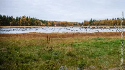 Поїздка на соловецькі острови самостійно (соловецькі) Поїздка на соловецькі острови самостійно