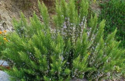 Корисні властивості розмарину (кущ розмарину) Корисні властивості розмарину