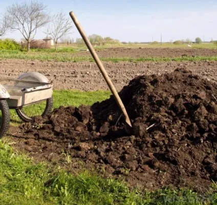 Підживлення кабачків у відкритому грунті народними засобами, сечовиною (кабачків) Підживлення кабачків у відкритому грунті народними засобами, сечовиною