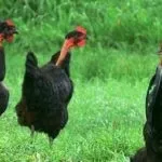 Породи курей несучок в Україні, фото, опис (фото) Породи курей несучок в Україні, фото, опис