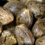 Полив рослин марихуани в аутдорі - вирощування конопель, марихуани, канабісу у відкритому грунті (вирощування) Полив рослин марихуани в аутдорі - вирощування конопель, марихуани, канабісу у відкритому грунті
