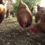 Породи курей несучок в Україні, фото, опис (Україна) Породи курей несучок в Україні, фото, опис
