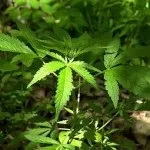 Полив рослин марихуани в аутдорі - вирощування конопель, марихуани, канабісу у відкритому грунті (рослин) Полив рослин марихуани в аутдорі - вирощування конопель, марихуани, канабісу у відкритому грунті