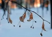 Популяція як форма існування видів в природі (біологія 9 клас) (природі) Популяція як форма існування видів в природі (біологія 9 клас)