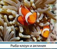 Популяція як форма існування видів в природі (біологія 9 клас) (існування) Популяція як форма існування видів в природі (біологія 9 клас)