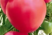 Помідори рожевий слон відгуки з фото томат і опис сорту, хто садив, характеристика вирощування (рожевий) Помідори рожевий слон відгуки з фото томат і опис сорту, хто садив, характеристика вирощування