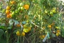 Помідори Де Барао відгуки та фото томата характеристика, опис сорту гігант, царський рожевий, (помідори) Помідори Де Барао відгуки та фото томата характеристика, опис сорту гігант, царський рожевий,