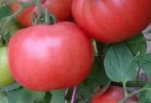 Помідори рожевий слон відгуки з фото томат і опис сорту, хто садив, характеристика вирощування (помідори) Помідори рожевий слон відгуки з фото томат і опис сорту, хто садив, характеристика вирощування