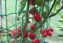 Помідори Де Барао відгуки та фото томата характеристика, опис сорту гігант, царський рожевий, (фото) Помідори Де Барао відгуки та фото томата характеристика, опис сорту гігант, царський рожевий,