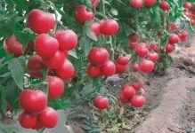 Помідори рожевий слон відгуки з фото томат і опис сорту, хто садив, характеристика вирощування (рожевий) Помідори рожевий слон відгуки з фото томат і опис сорту, хто садив, характеристика вирощування