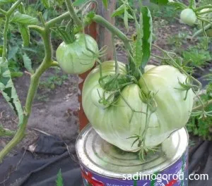 Помідори рожевий мед перемагають