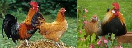Породи курей несучок в Україні, фото, опис (фото) Породи курей несучок в Україні, фото, опис