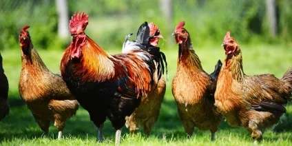 Породи курей несучок в Україні, фото, опис (породи) Породи курей несучок в Україні, фото, опис