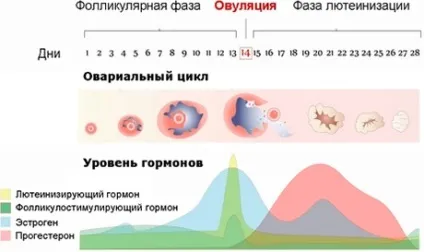 Полікістоз яєчників причини, симптоми, діагностика та лікування синдрому полікістозних яєчників