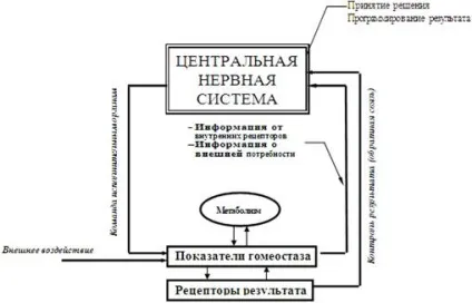 поняття гомеостазу