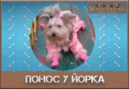Пронос у йорка, що робити, в домашніх умовах (йорка) Пронос у йорка, що робити, в домашніх умовах