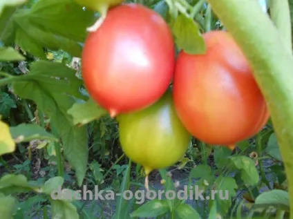 Помідори де-бару