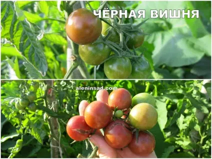 Помідори сортів Марманд, сен П'єр, голдкроне, Марьюшка, чорна вишня і червона вишня - алёнін сад (фото квітів) Помідори сортів Марманд, сен П'єр, голдкроне, Марьюшка, чорна вишня і червона вишня - алёнін сад