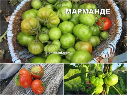 Помідори сортів Марманд, сен П'єр, голдкроне, Марьюшка, чорна вишня і червона вишня - алёнін сад (помідори сортів Марманд) Помідори сортів Марманд, сен П'єр, голдкроне, Марьюшка, чорна вишня і червона вишня - алёнін сад