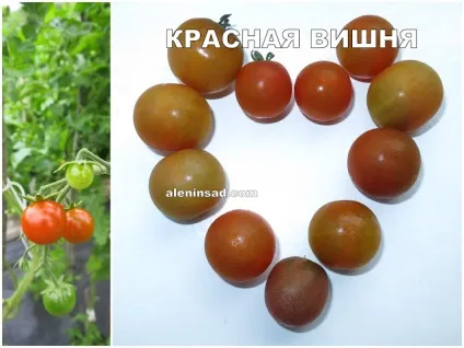 Помідори сортів Марманд, сен П'єр, голдкроне, Марьюшка, чорна вишня і червона вишня - алёнін сад (ягоди) Помідори сортів Марманд, сен П'єр, голдкроне, Марьюшка, чорна вишня і червона вишня - алёнін сад