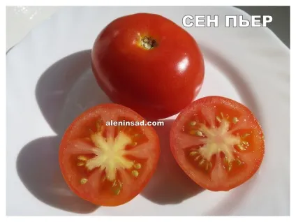 Помідори сортів Марманд, сен П'єр, голдкроне, Марьюшка, чорна вишня і червона вишня - алёнін сад (фото квітів) Помідори сортів Марманд, сен П'єр, голдкроне, Марьюшка, чорна вишня і червона вишня - алёнін сад