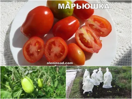 Помідори сортів Марманд, сен П'єр, голдкроне, Марьюшка, чорна вишня і червона вишня - алёнін сад (дизайн) Помідори сортів Марманд, сен П'єр, голдкроне, Марьюшка, чорна вишня і червона вишня - алёнін сад