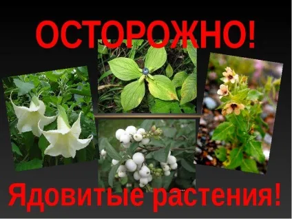 10 Отруйних садових рослин, квітникар-консалтинг (садових) 10 Отруйних садових рослин, квітникар-консалтинг