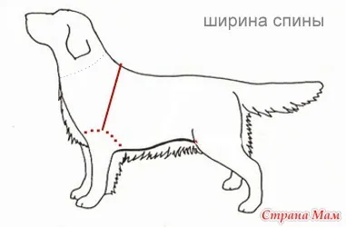 Побудова індивідуальної викрійки для собаки (варіант № 1) - гардероб для наших улюблених вихованців (собаки) Побудова індивідуальної викрійки для собаки (варіант № 1) - гардероб для наших улюблених вихованців