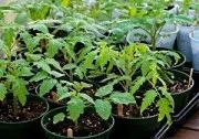 Препарат енергії для насіння і розсади (відгуки про препарат енергії) Препарат енергії для насіння і розсади