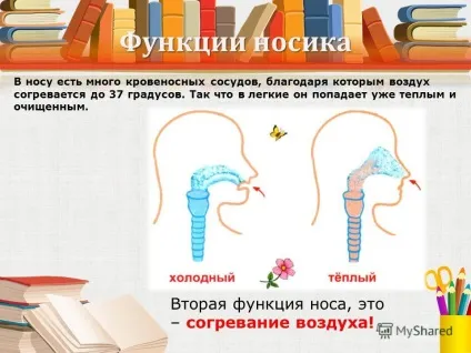 Презентація на тему носики всякі потрібні, носики різні важливі мета роботи довести, що ніс - (носики) Презентація на тему носики всякі потрібні, носики різні важливі мета роботи довести, що ніс -