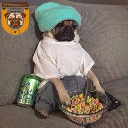 Правильний вага мопса, мій