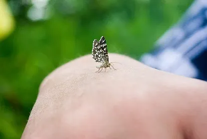 про метеликів