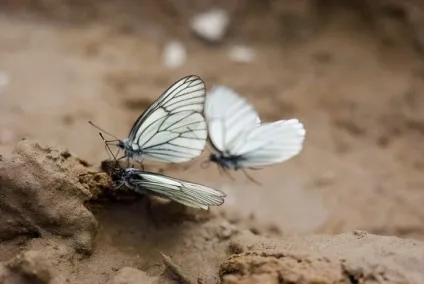 про метеликів