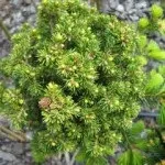 Пророщування кедрового орехахвойние (пророщування) Пророщування кедрового орехахвойние