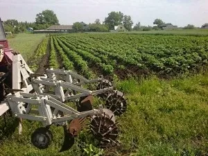 Прополка картоплі їжаками, відео, прополка картоплі мотоблоком з їжаками (їжаки для картоплі) Прополка картоплі їжаками, відео, прополка картоплі мотоблоком з їжаками
