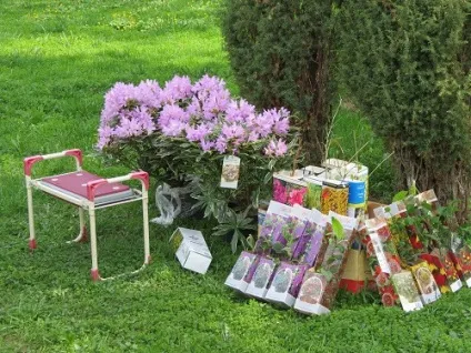 Продаж розсади і насіння на вднх (вднх) Продаж розсади і насіння на вднх