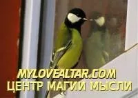 Птах стукає у вікно - походження народної прикмети, що прикмета означає, обряди на те, як